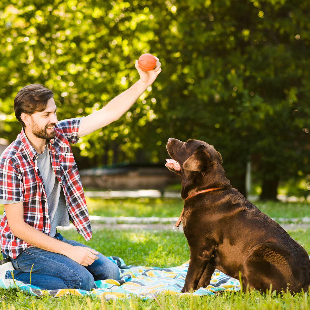 5 Must-Have Toys to Keep Your Pets Active & Happy